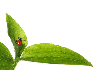 Wall Mural - ladybug on wet leaves
