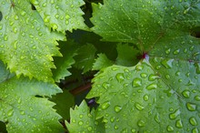 Foliage Of Grape After A Rain