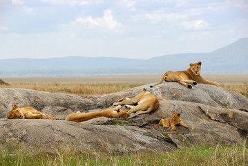 pride of lions