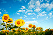 canvas print picture - A field of sunflowers under sky with clouds