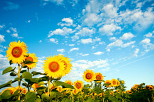 A Field Of Sunflowers Under Sky With Clouds