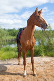 Fototapeta Konie - racehorse outdoor