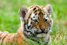 Cute Siberian Tiger Cub (Tiger Panthera Tigris Altaica)
