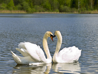 Two white swans in love emotions at the lake