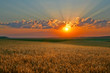 canvas print picture - Yellow field on a background of magic sky