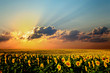 canvas print picture - A field of sunflowers, in the south of Ukraine