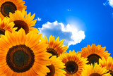 Fototapeta Kwiaty - sunflower against blue sky
