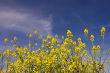 Field Of Mustard Flowers In Livermore Valley,