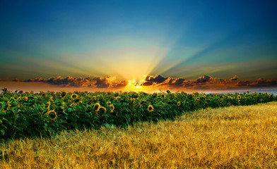 Sunflowers on a background of magic sky