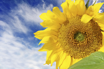 Wall Mural - beautiful vibrant sunflower with dramatic sky