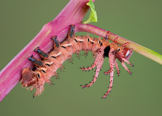 Canvas Print - Hickory horned-devil moth caterpillar