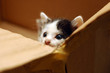 Cute Kitten In Box