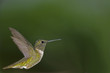 canvas print picture Hummingbird profile
