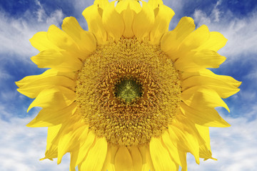 Wall Mural - beautiful vibrant sunflower with dramatic sky