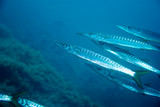 Fototapeta Na ścianę - European barracuda (sphyraenidae) in the mediterranean sea.