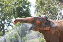 Elephant Drinking Water And Cooling Off