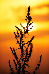 Wall Mural - Plant silhouette on sunset background. Bright solar disk.