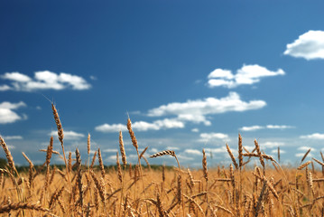 A wheat field against a blue sky