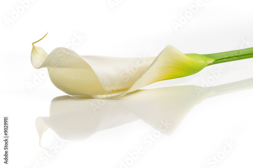Fotografía Detail of calla lilly flower isolated over white with reflection