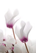close-up of soft white and pin cyclamen persicum