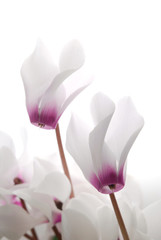 Poster - close-up of soft white and pin cyclamen persicum