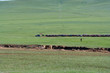 Course de cheval dans la stepe mongole