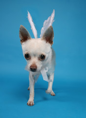 Wall Mural - tiny white chihuahua with angel wings