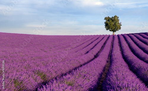 Naklejka - mata magnetyczna na lodówkę Rich lavender field in Provence with a lone tree