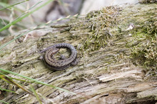 Curled Lizard On Unsound Mossy Piece Of Wood