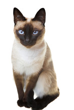 Siamese Cat Isolated On The White Background