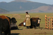 Elevage de yacks en mongolie