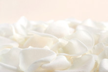 Abstract Background Of Fresh White Rose Petals