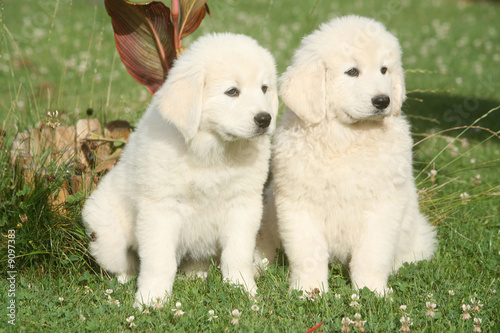 Couple De Chiot Berger De Podhale Acheter Cette Photo