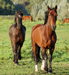 Obraz na płótnie koń czarny brązowy