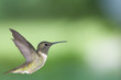 canvas print picture Hummingbird in profile 2