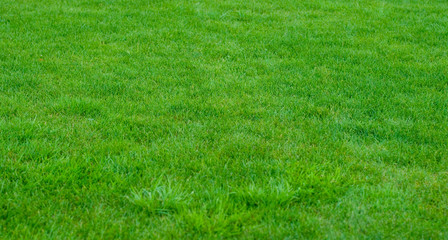 green grass background