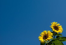 Sunflowers On Blue Sky Background