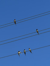 Swallows Are Sitting In Wires