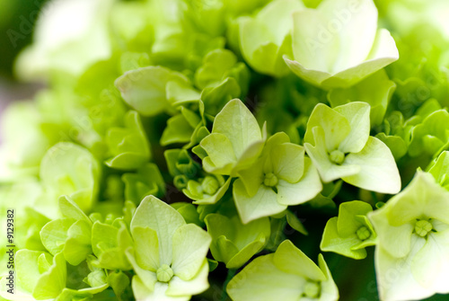 Nowoczesny obraz na płótnie Hydrangea Nortensi with soft green colors