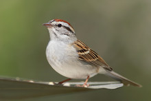 Chipping Sparrow (Spizella Passerina)