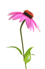Leinwandbilder - Blooming medicinal herb echinacea purpurea or coneflower