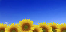 Sunflowers Against Bright Blue Sky