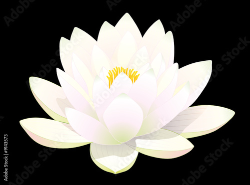 Fleur De Lotus Blanc Sur Fond Noir Buy This Stock Vector