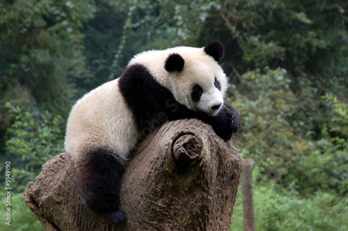 Fotografía Panda in a relaxed mood in a Chinese panda preserve