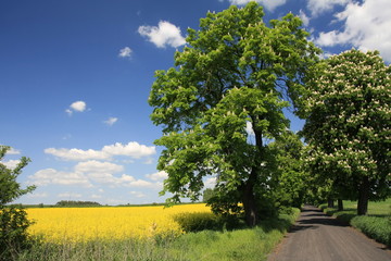 spring tree field