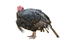 Turkey Isolated Over A White Background