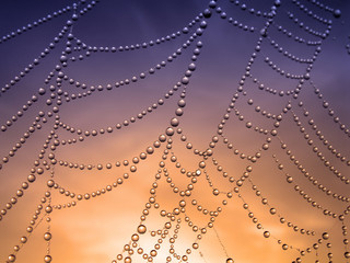 close up of a spider web with dew drops