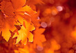 © javarman - autumn leaves, very shallow focus