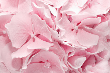  Pink hydrangea