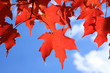 Red maple leaves on a blue background
